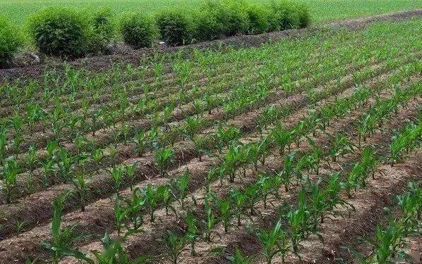 进入四月东北玉米要开始播种了这些问题您一定要了解