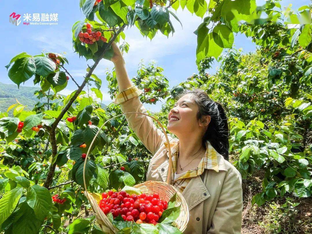 口味独特红如玛瑙攀枝花这里的樱桃上市啦