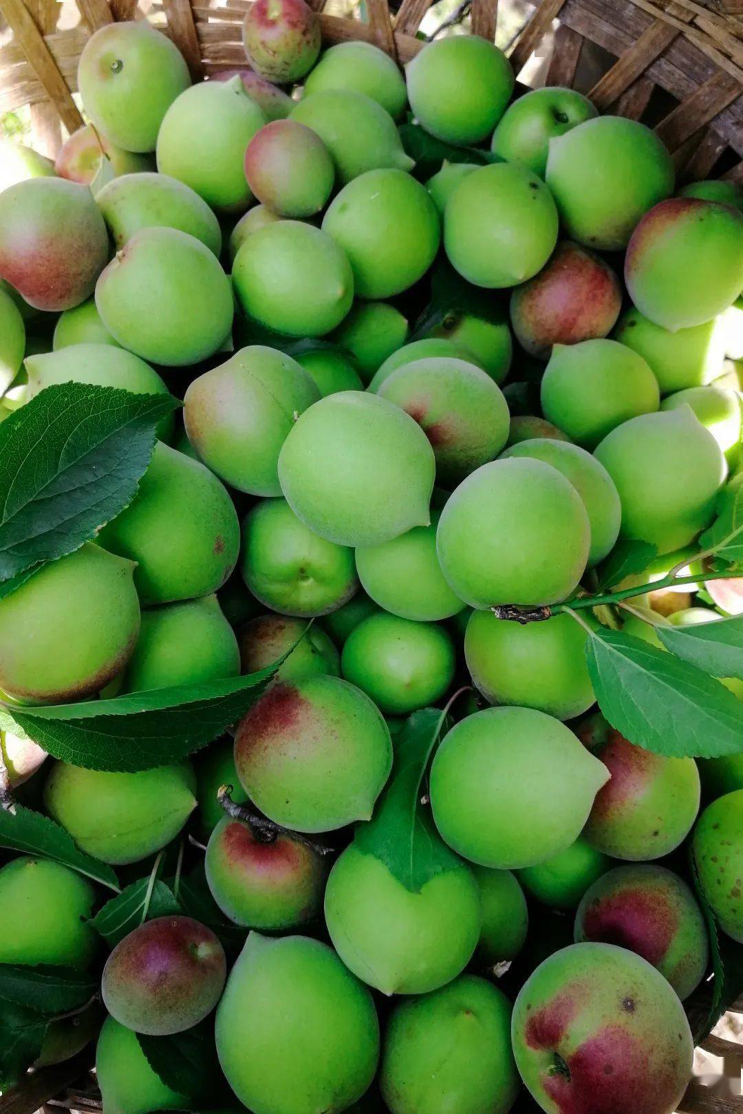 青梅普宁电视台报道普宁青梅酸涩带甜正是普宁这座城的味道