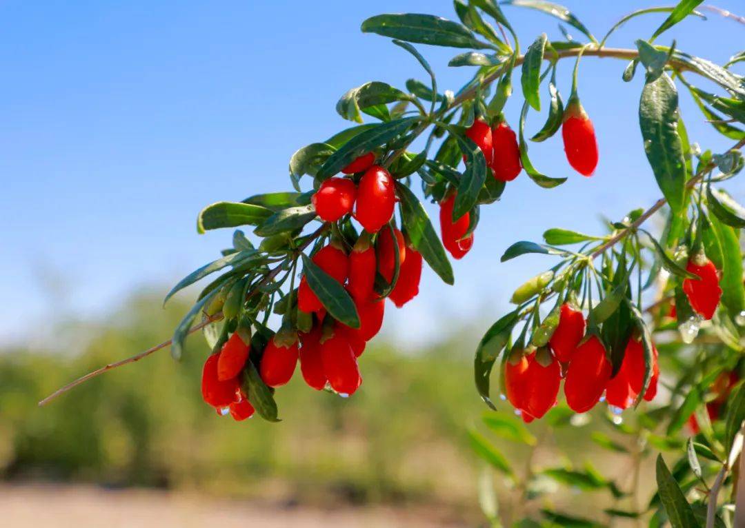 灵秀博州 寻味优品 | "小红果"散发着无限光芒_枸杞_精河县_产品