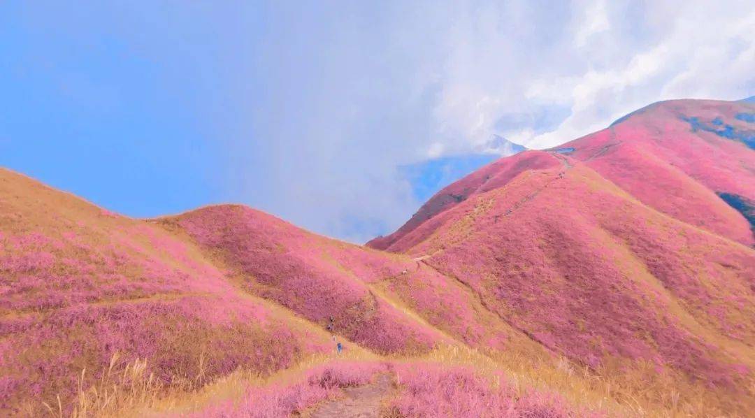 如果武功山变成粉的!你也会心动吗?_粉色_草甸_生活