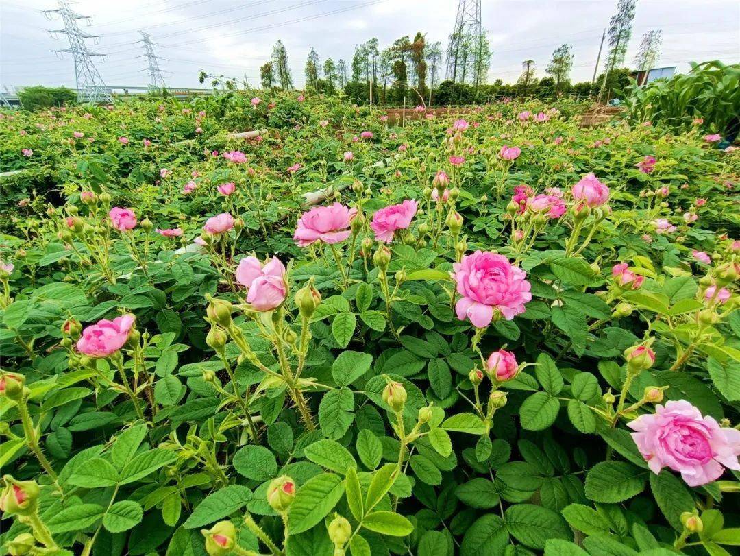 绝了小榄这朵传统名花色香味俱全