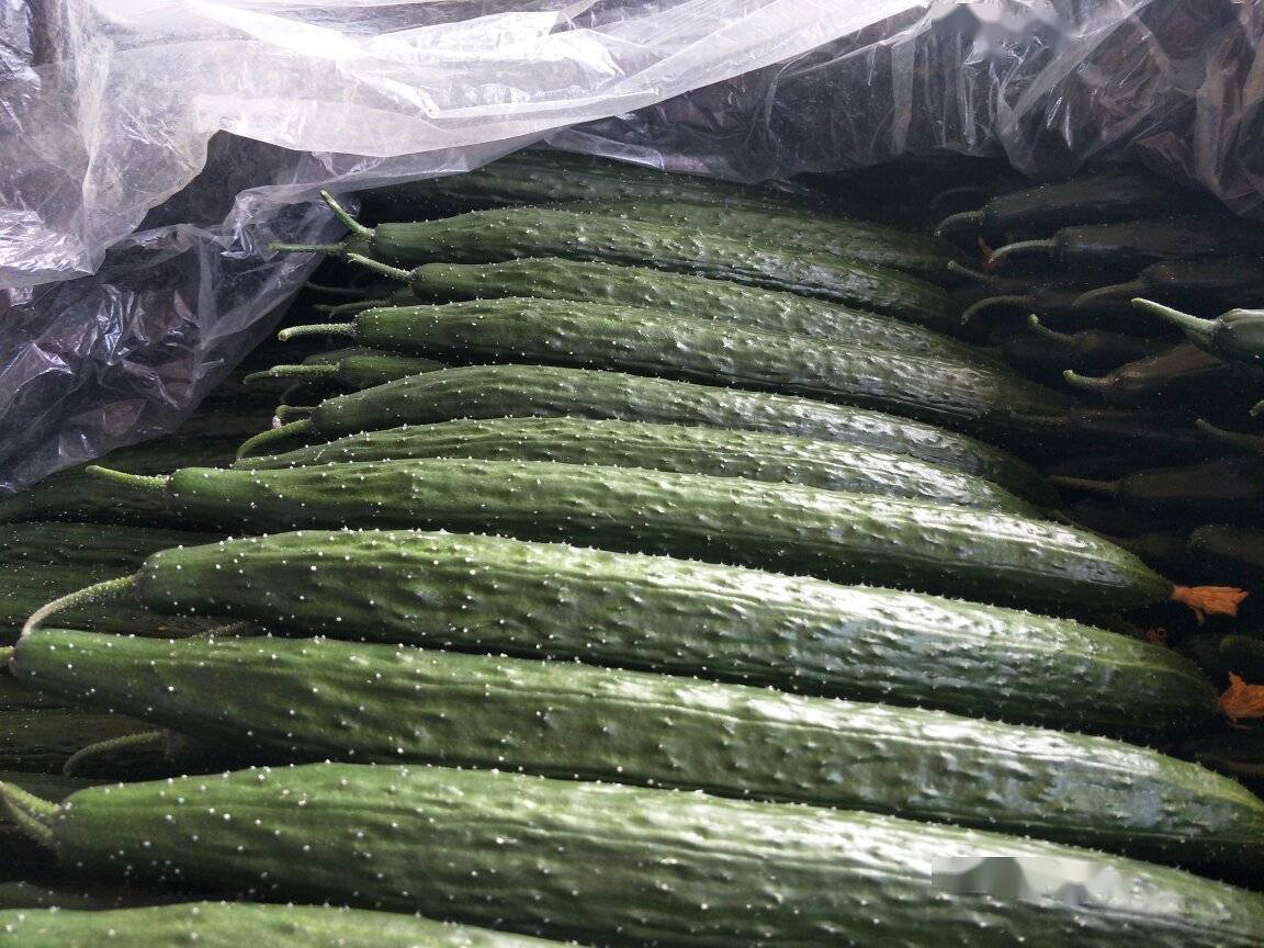 耐高温的油亮黄瓜好品种高品质高产量适合大型黄瓜基地种植