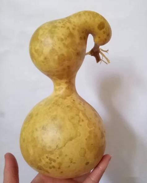 极品葫芦来袭请问你是来搞笑的吗