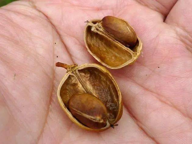 它能让你"一泻千里",也能让你当场去世_巴豆_croton_种子