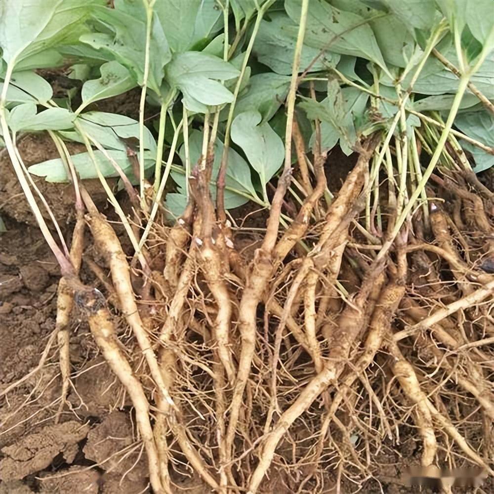 凤丹栽培和牡丹花茶加工制作工艺要点