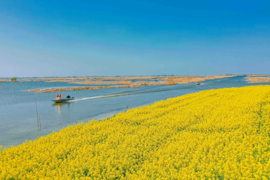 江蘇省淮安市金湖縣前鋒鎮境內的白馬湖畔,油菜花開得燦爛,坐落在白馬