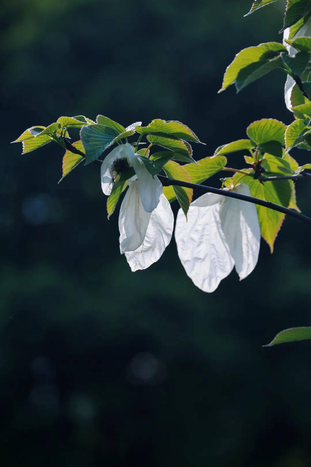 珙桐花开好风景来都江堰赏植物界大熊猫