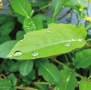 油菜花◎刘焕 摄花团锦簇◎周安博 摄水彩春天◎罗时东 摄