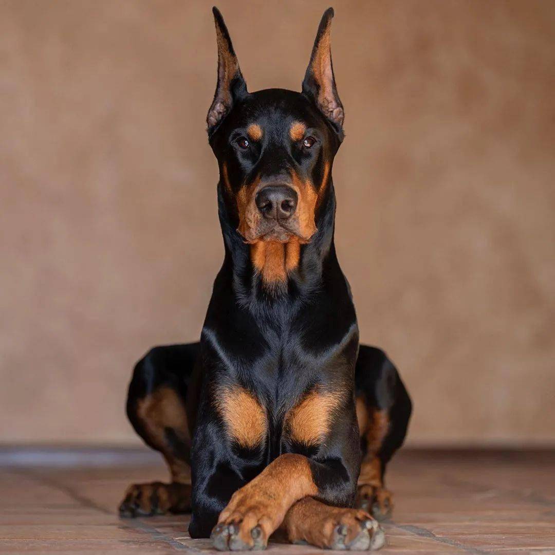 养猛犬的女生有这几类你最喜欢哪一个