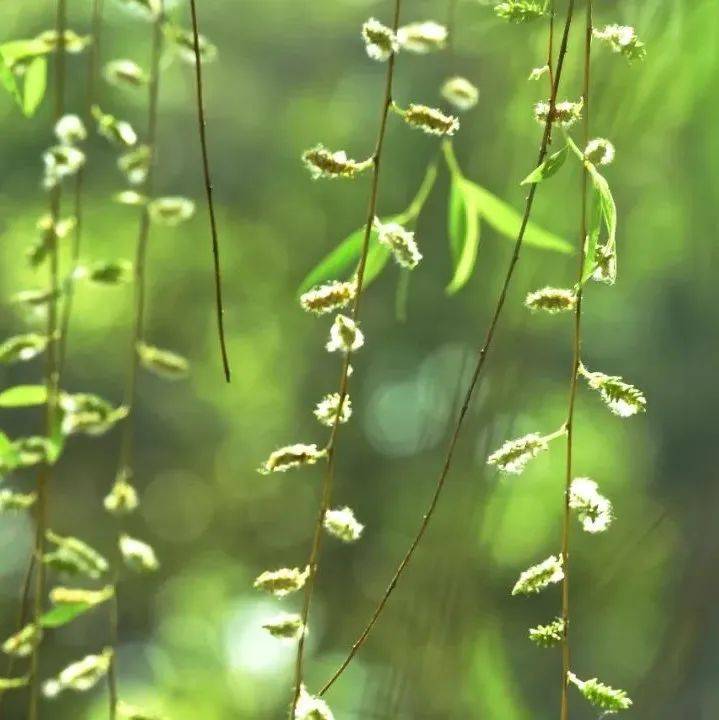 前方飞絮预警！孩子日常防护的这5点请收好↓↓↓_柳絮_杨絮_教育