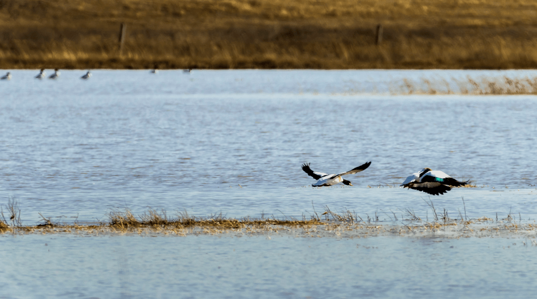 候鸟旅居到突泉优美环境迎客来