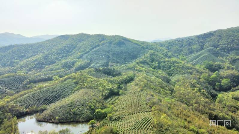 信阳市浉河区:毛尖开采期 茶山景色醉人_邓超_发展_董家河镇