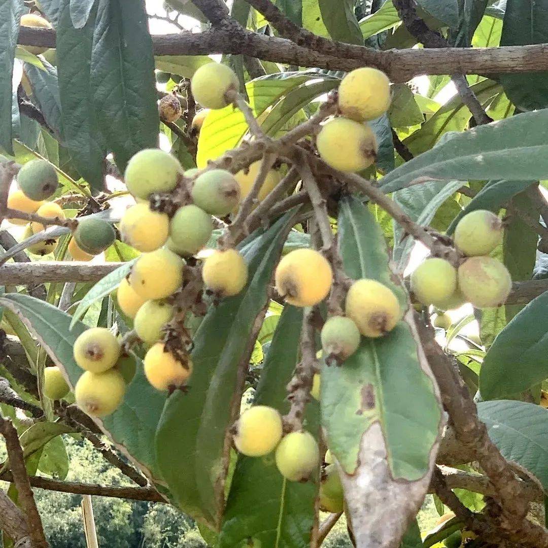 新兴的田野 芒果花 荔枝花盛开了 枇杷成熟了 花朵 果实 新绿