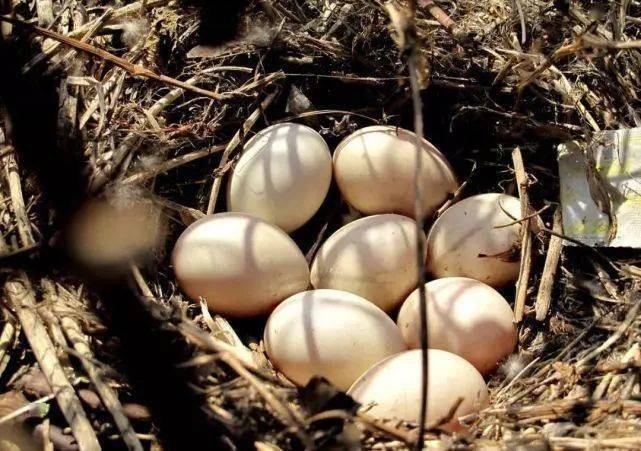 多样云南穿新衣的孔雀