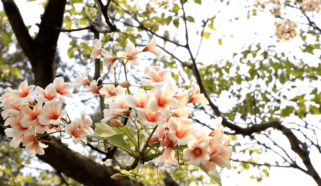 桐花花开正当时解锁赏花新姿势