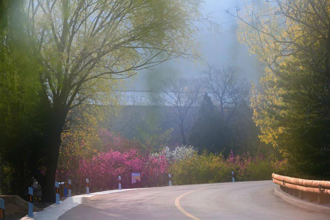 桃花峪里桃花红图片