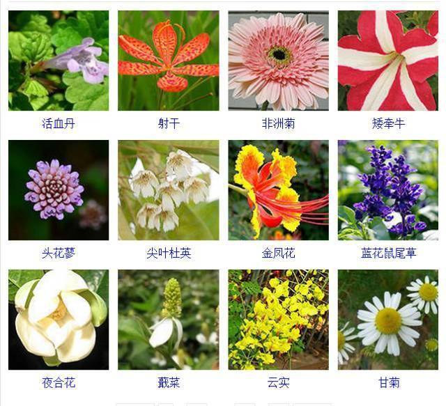 432种常见观花植物值得收藏