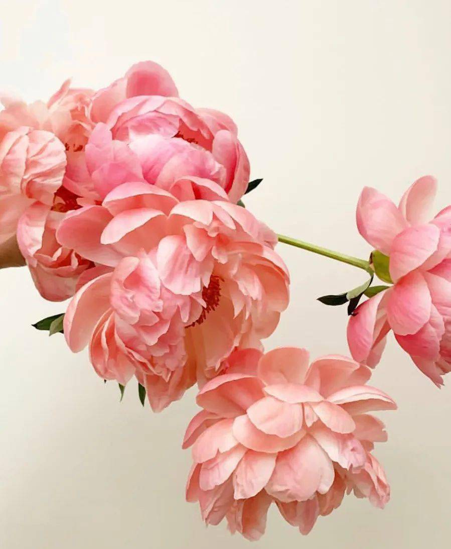 带你识花——珊瑚落日芍药