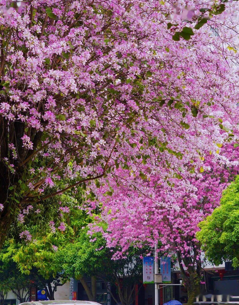 桂林向您汇报恭城篇紫荆花又开春日芳华浓