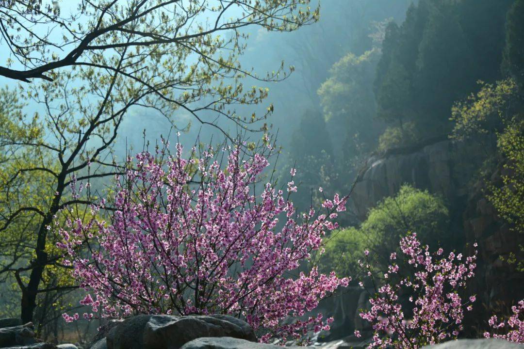 泰安桃花峪景区图片