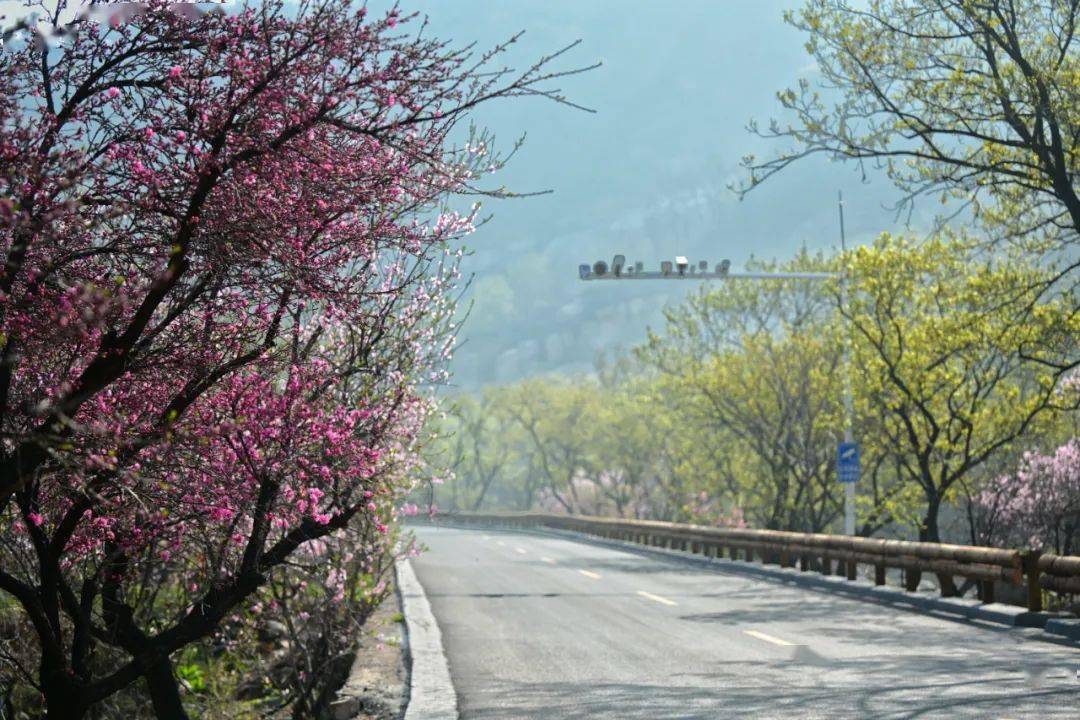 桃花峪里桃花红图片