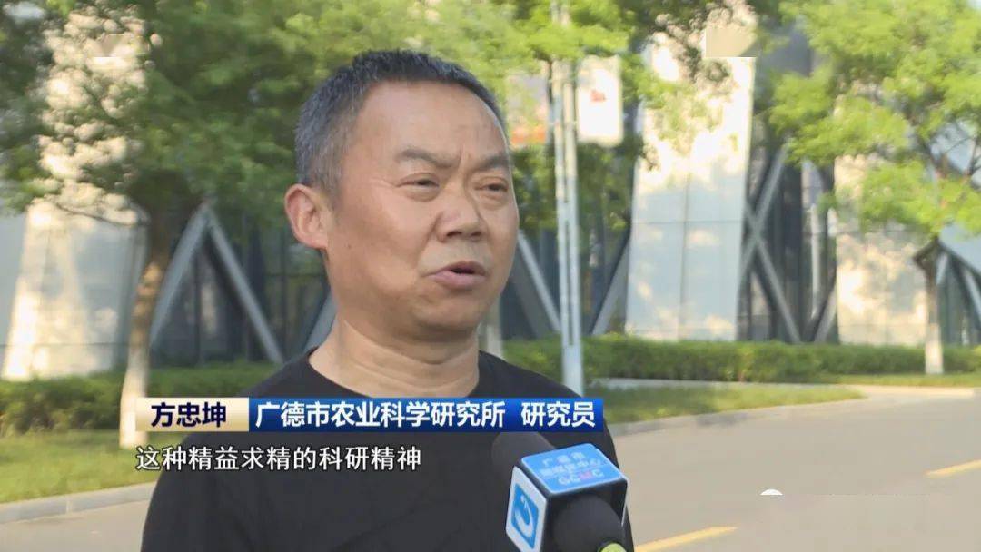 工匠故事】吴险峰:30多年潜心育良种 守护农业"芯片"_广德_育种_水稻