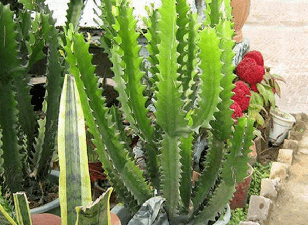 5种有毒的多肉植物没准你家就养了