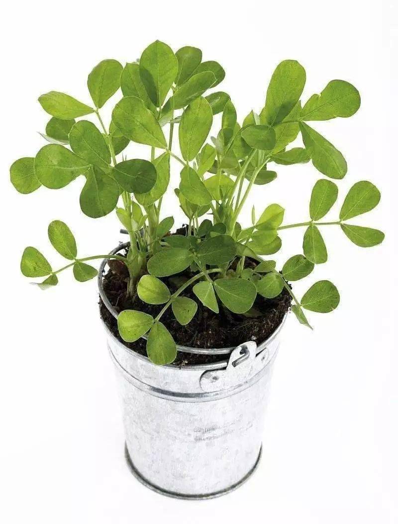 地上开花地下结果一次成功阳台盆栽花生栽培体验