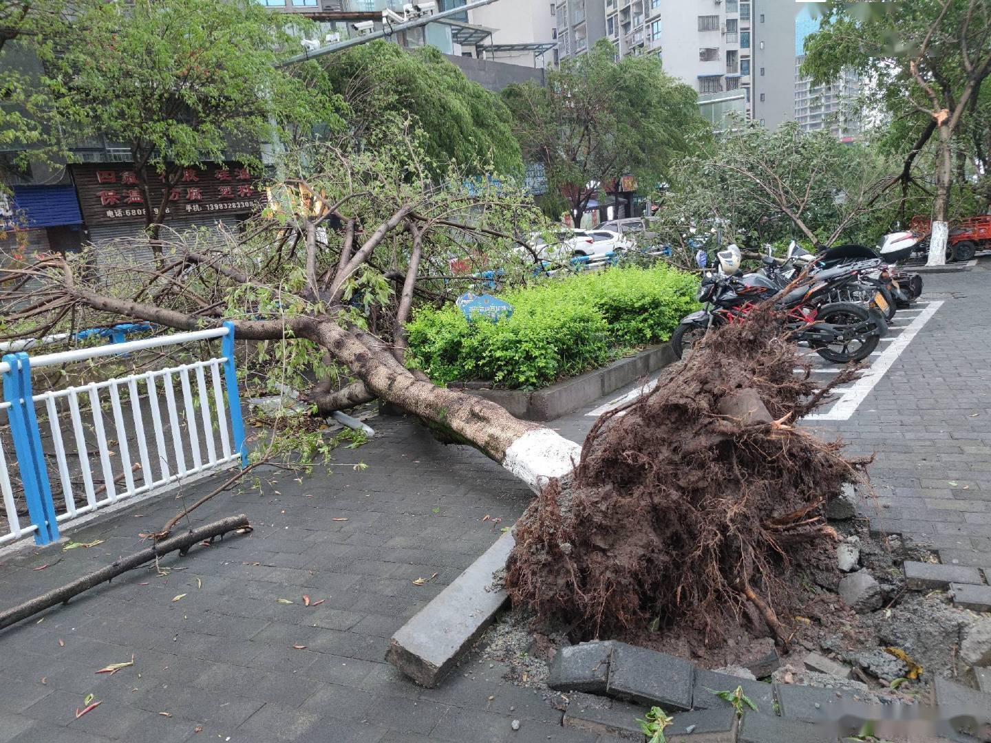 昨夜狂风伴随暴雨冰雹重庆街边大树被风连根拔起