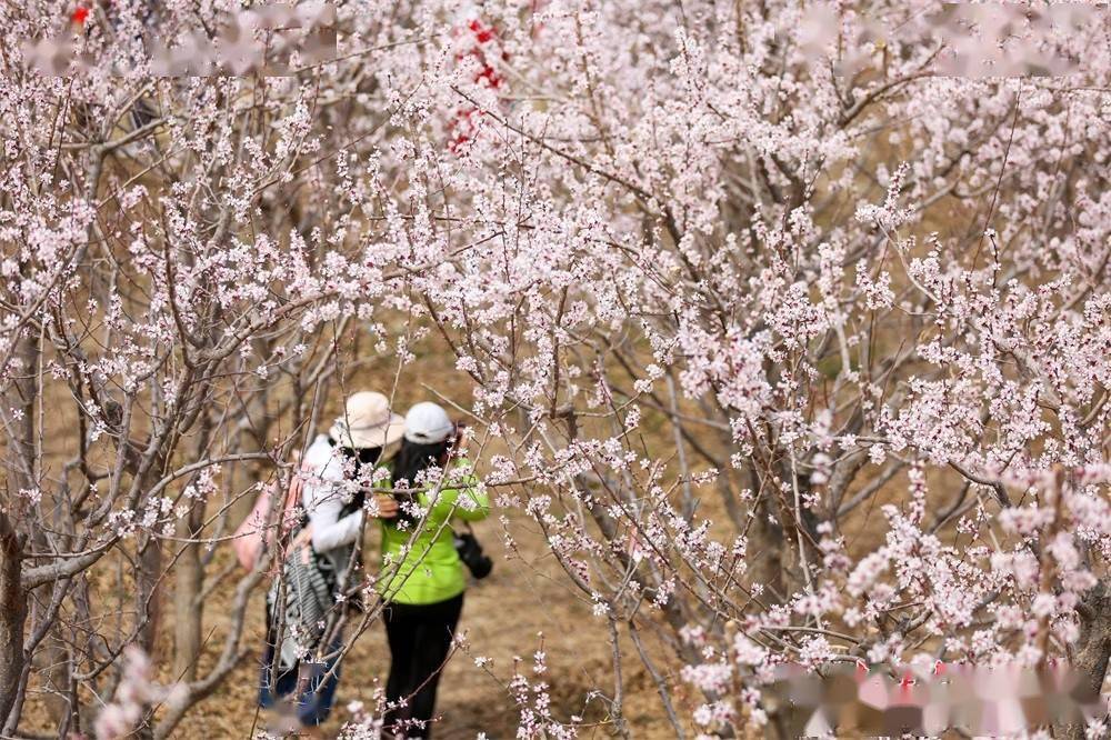 酒泉金佛寺镇:春风细细精心裁 万亩杏花肆意开_祁连_侯崇慧_甘肃