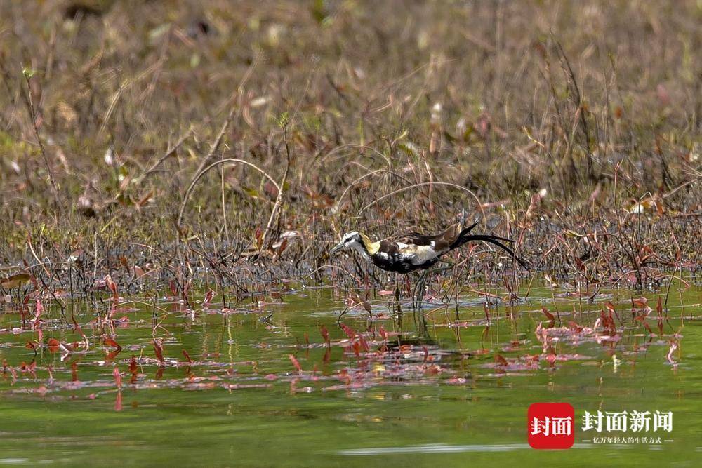 人退鳥進珍稀鳥類水鳳凰現身雲南麗江國際重要溼地