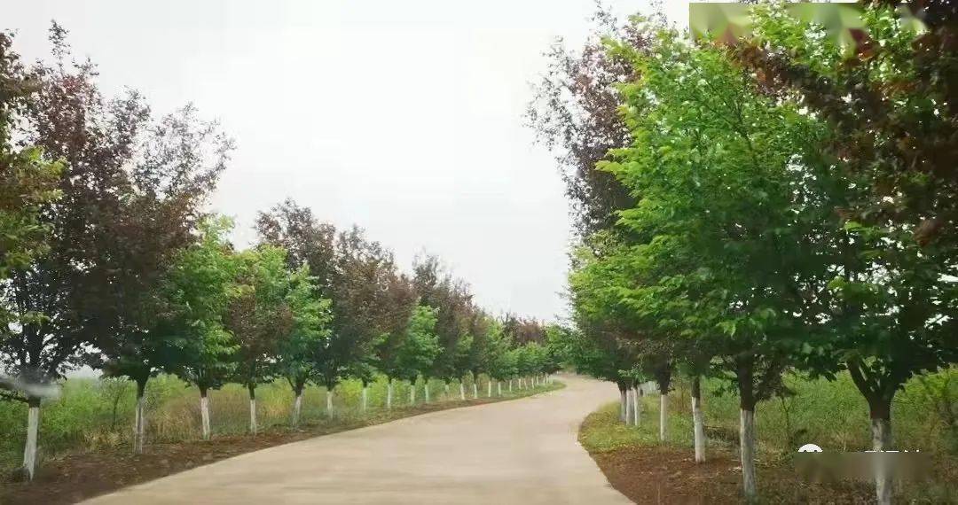樱花树苗基地批发市场地址查询