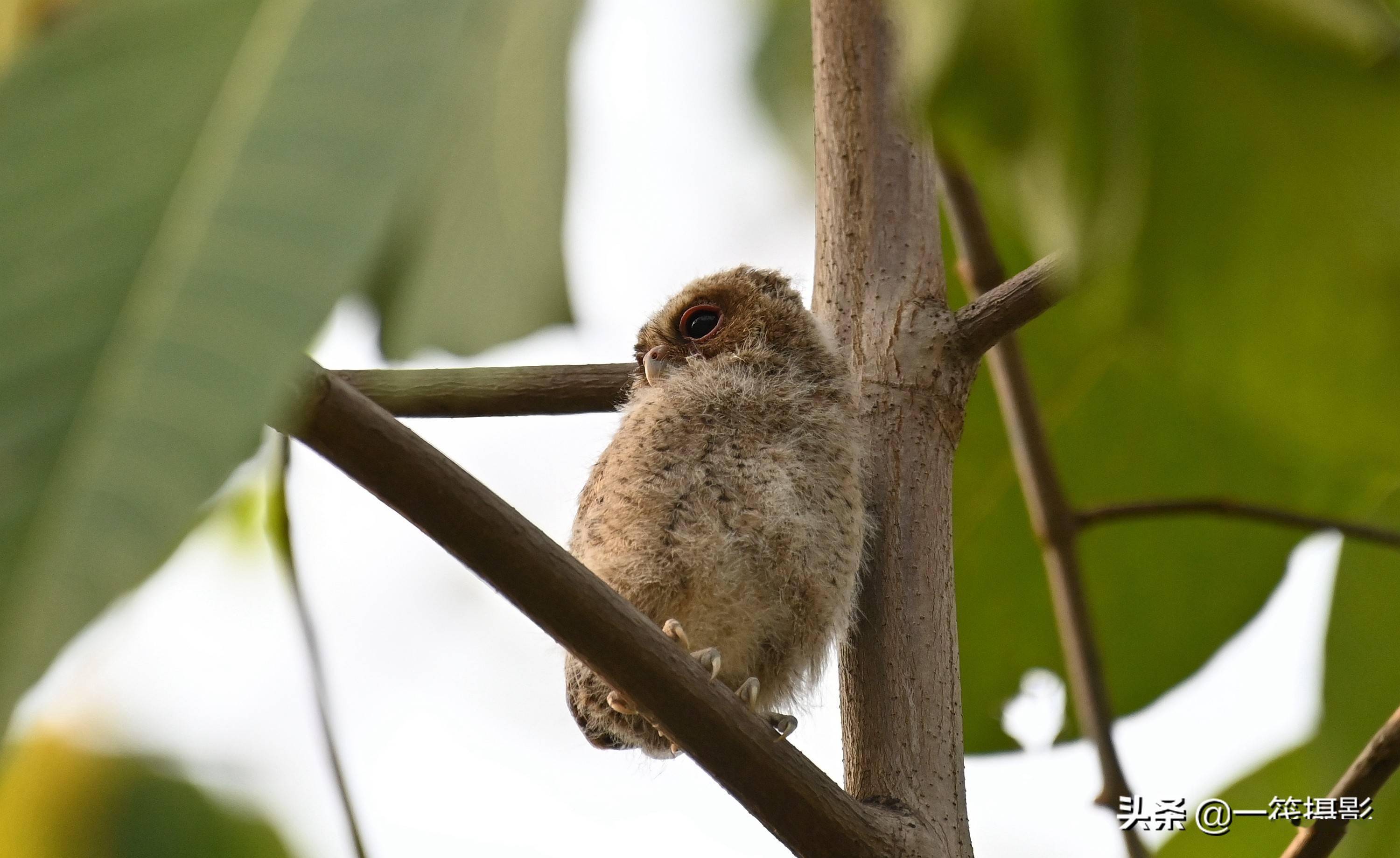 校园"神兽"——领角鸮,还带着两个小宝_保护_幼鸟_救助