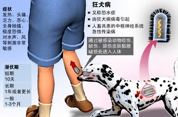 狂犬病携带动物表现图片