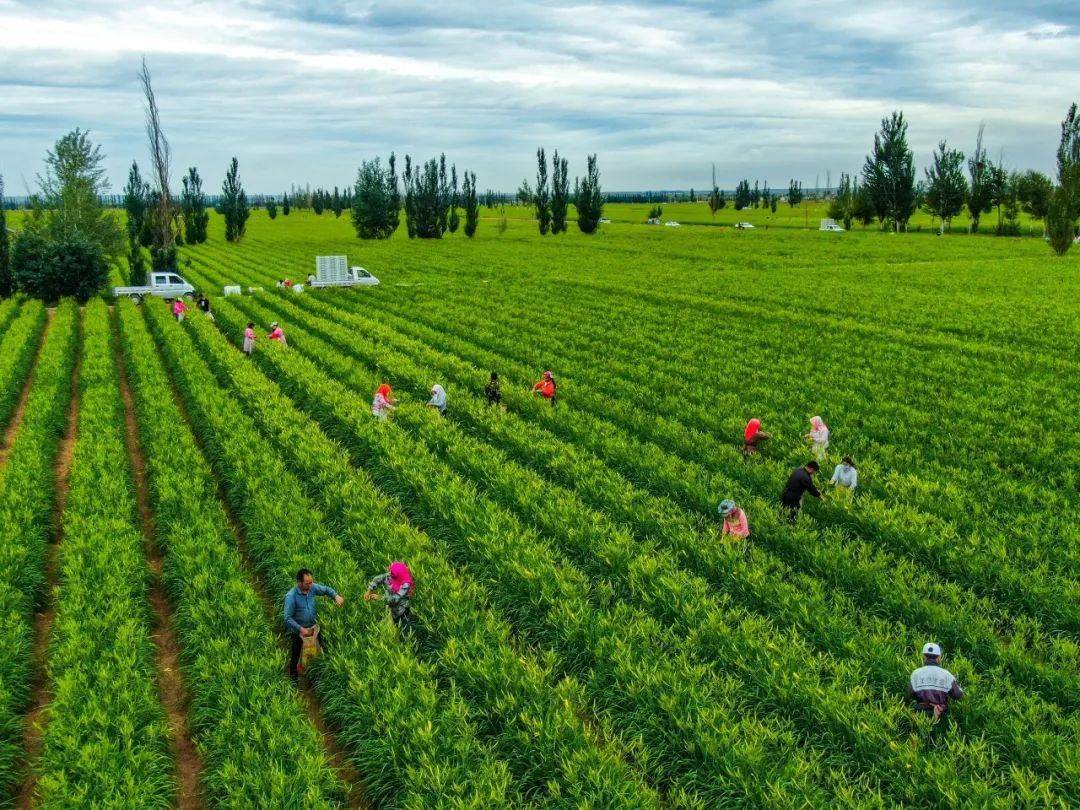 还在玩"微信农场"?宁夏"真"农场,种菜养殖,样样强_微信上线"农场"状态