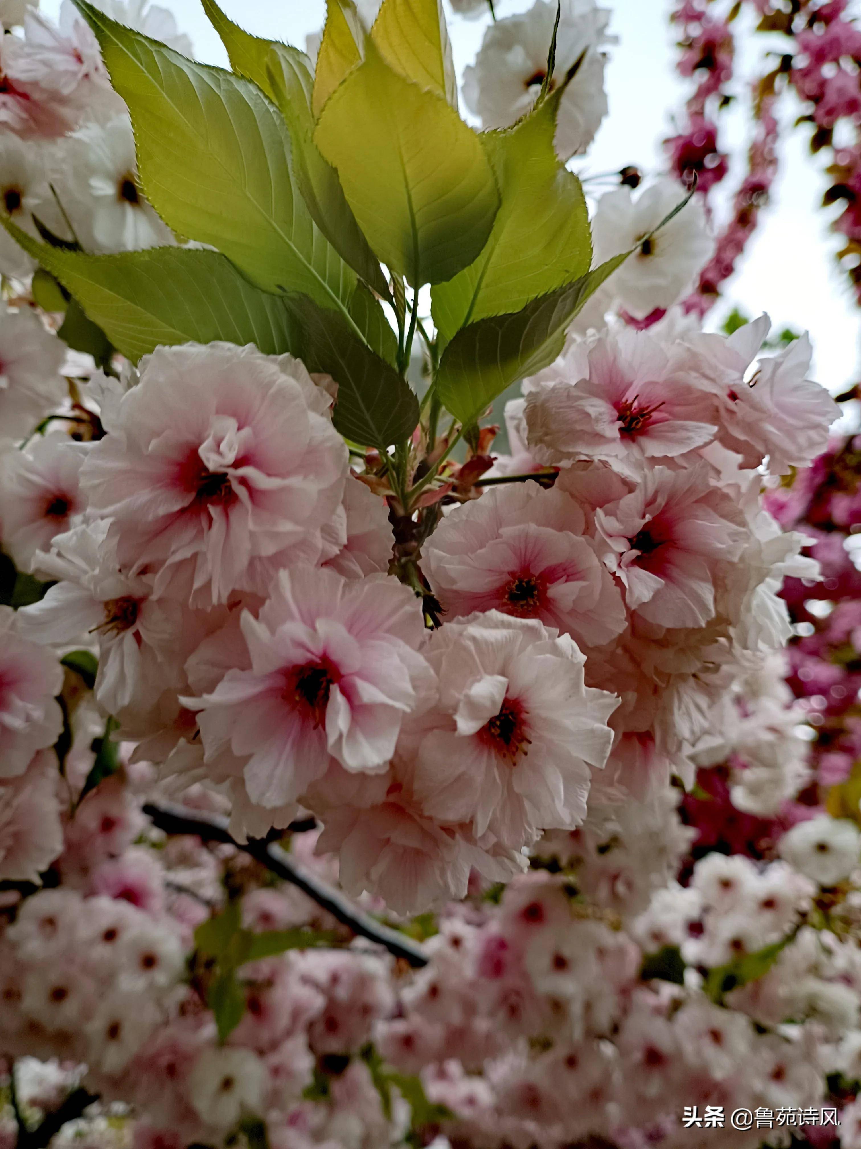 早上随手拍几张花的照片