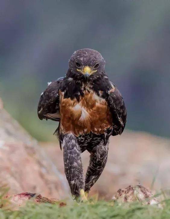 见过三种算你牛_发型_头发_尾巴