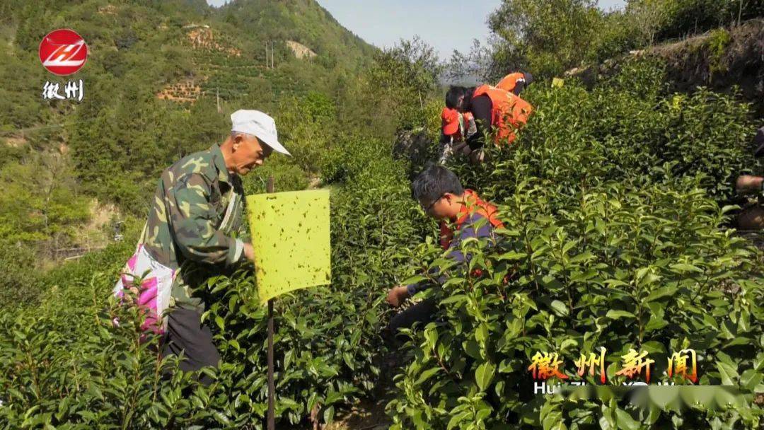 【志願服務】徽州區:茶鄉閃耀