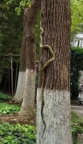 蛇藏在蔬菜礼包被人团菜发现疑似黑眉锦蛇怎样处理才好