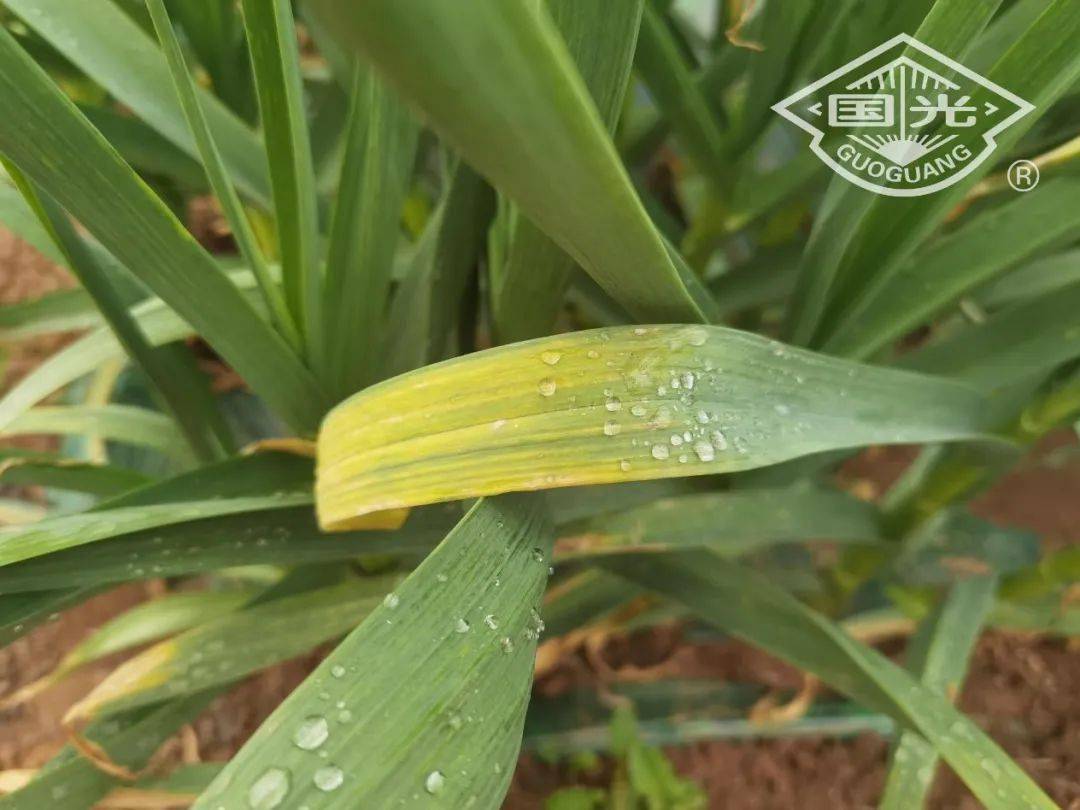 大蒜细菌性软腐病你不得不防