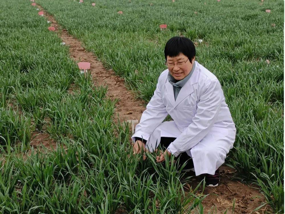 功夫不负有心人,2016年,周素英选育的濉1216小麦新品种通过安徽省审定