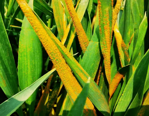 小麦条锈病症状及专业化统防统治宣传彩页