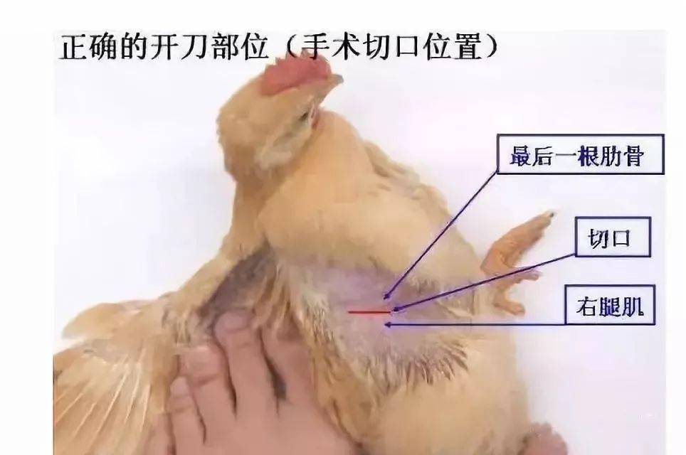 杀鸡的正确方法图片