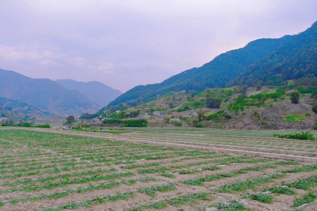 乡村振兴永兴镇千亩粮田变良田绘就乡村好丰景