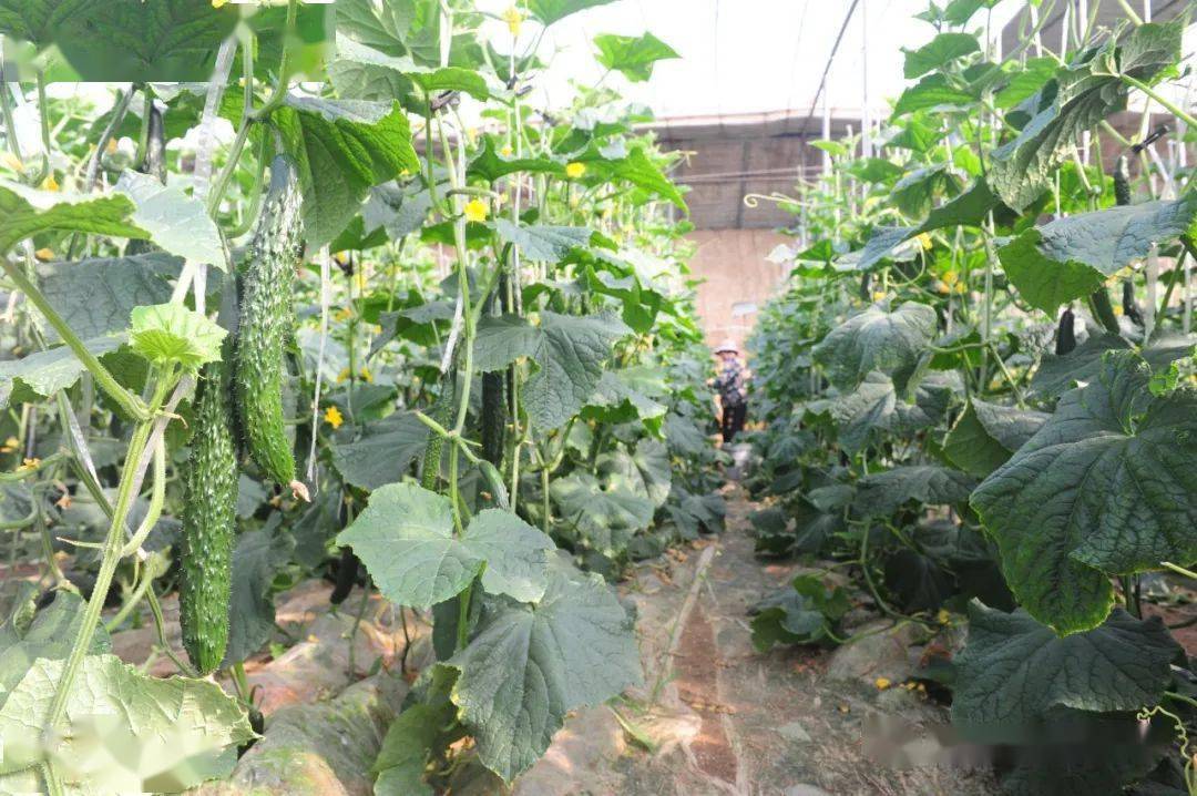 上蔡黄埠南王楼:"博士站"无公害黄瓜走俏市场_大棚_科技学院_黄埠镇