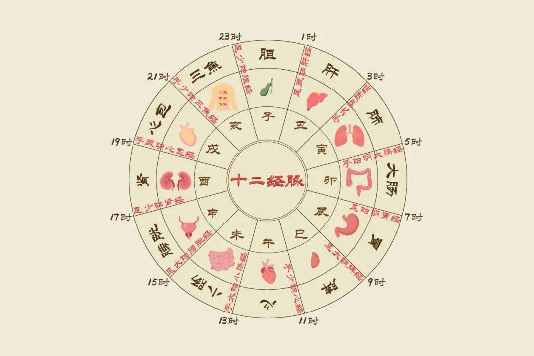 人体_膀胱_时辰