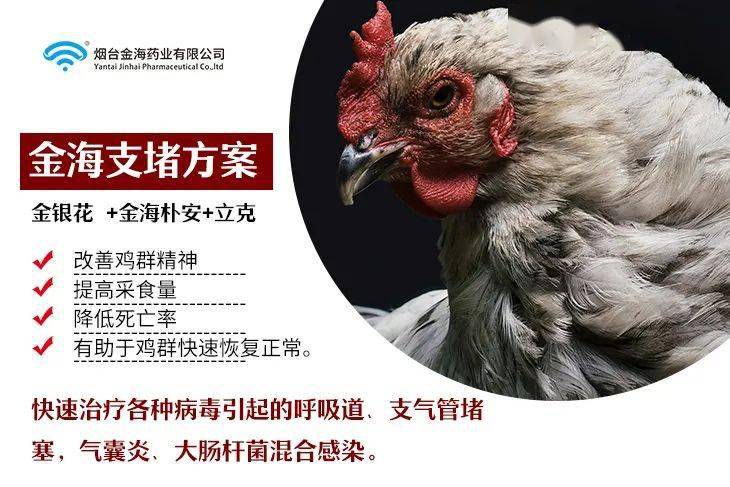 肉鸡感冒了什么症状 肉鸡感冒的发病特点及防治