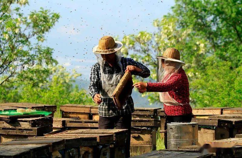摄影欣赏大雾山上放蜂人