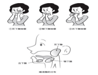 腮腺触诊手法图解图片